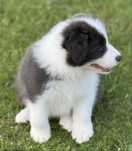 Border Collie Szczeniak
