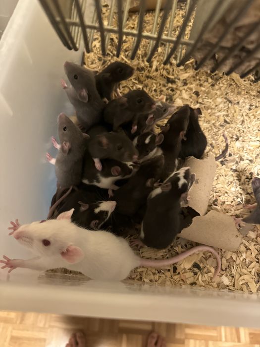 Szczur hodowlany nadwyzka