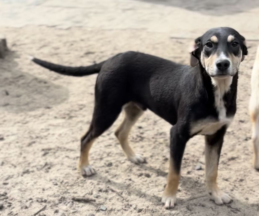 Красивый и добрый пес Бурбон