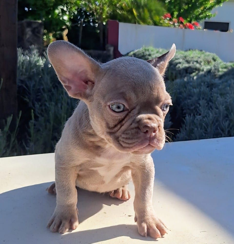 Bulldog francês fêmea