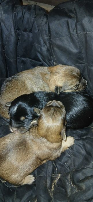 Карликові цуценята. НЕ ЧИСТОПОРОДНІ!!!