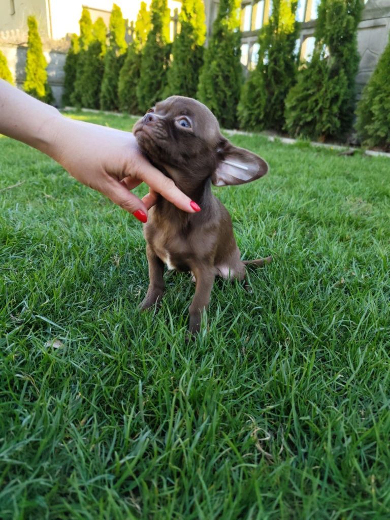 Czekoladowy chłopiec Chihuahua gotowy do zmiany domku
