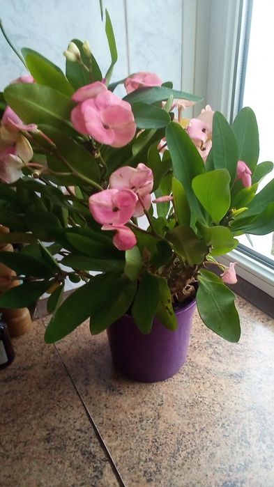 Молочай Миля крупноцветковый