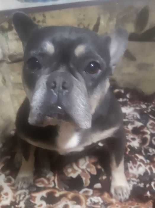 Французький бульдог