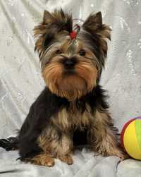 Yorkshire Terrier piesek (FCI/ZKwP)