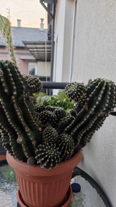 Okazały, kwitnący kaktus Echinopsis - piękne, duże kwiaty!