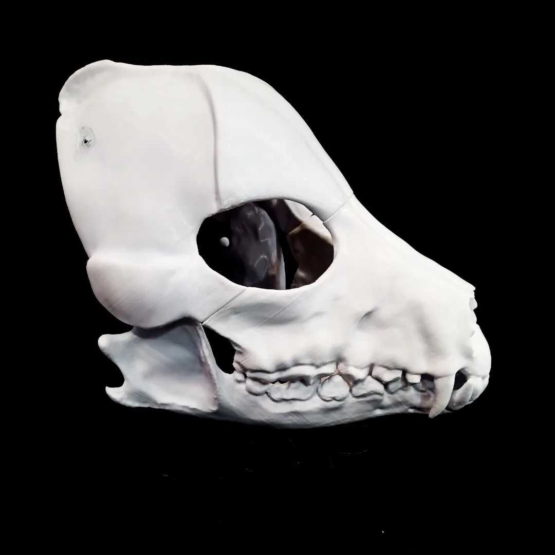 Фурсьют скалл дога, основа, scull dog, 3Д основа скалл дог