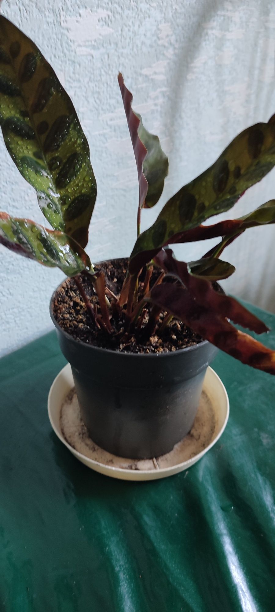 Калатея Ланцифолия,комнатное растение