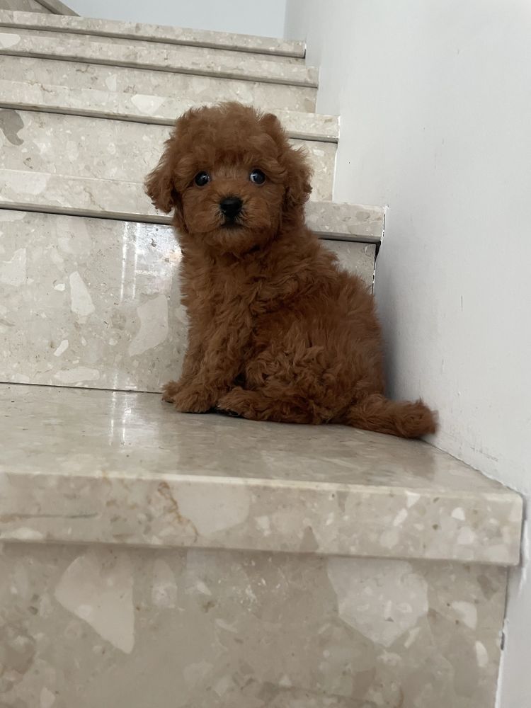 Maltipoo chłopiec red