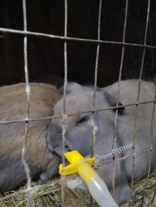 Кролики породи Французький баран.