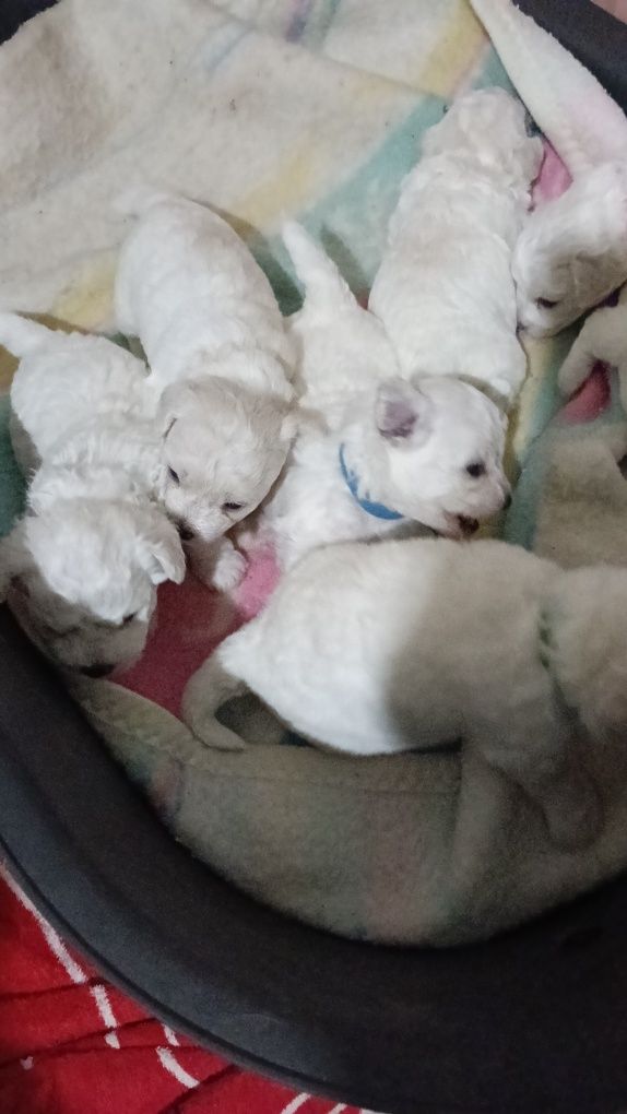 Bichon frise szczeniak piesek