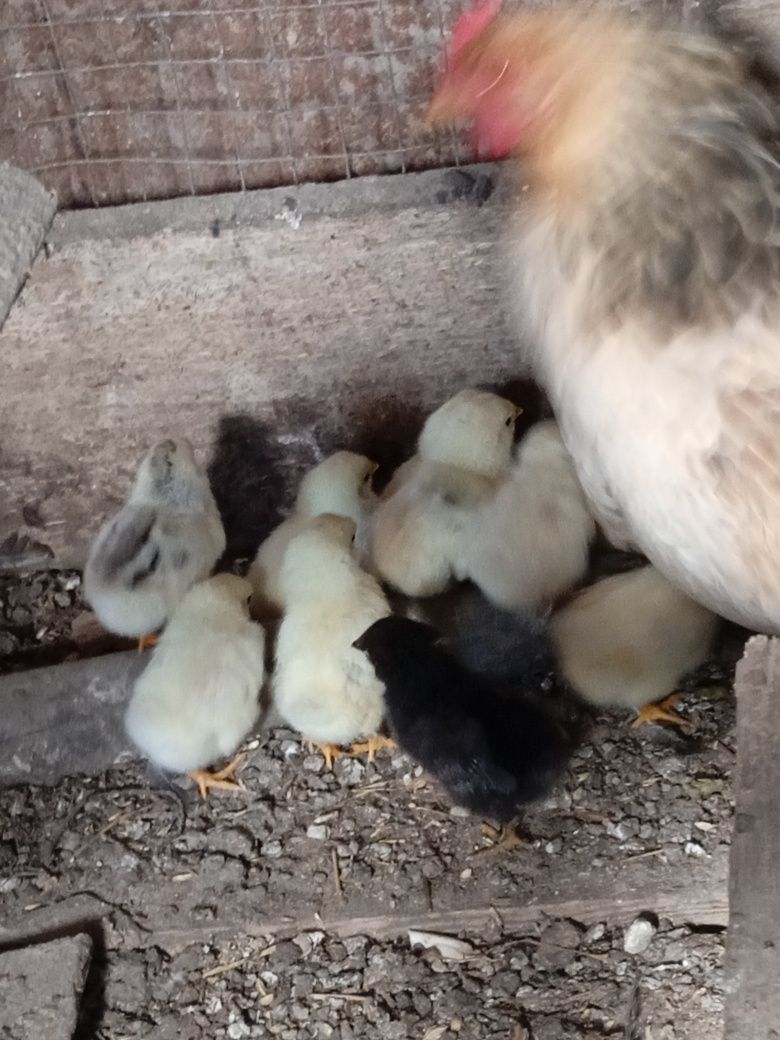 Продається квочка з десятьма курчатами