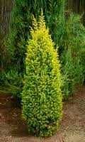 Jałowiec Gold Cone 80-100 cm juta Kraków