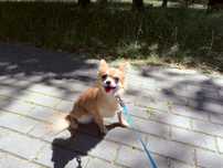 Sunia długowłosa chihuahua FCI