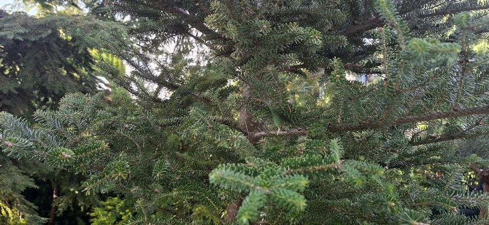 Jodła koreańska 330cm