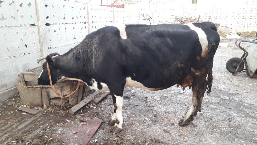 Продам корову стельную