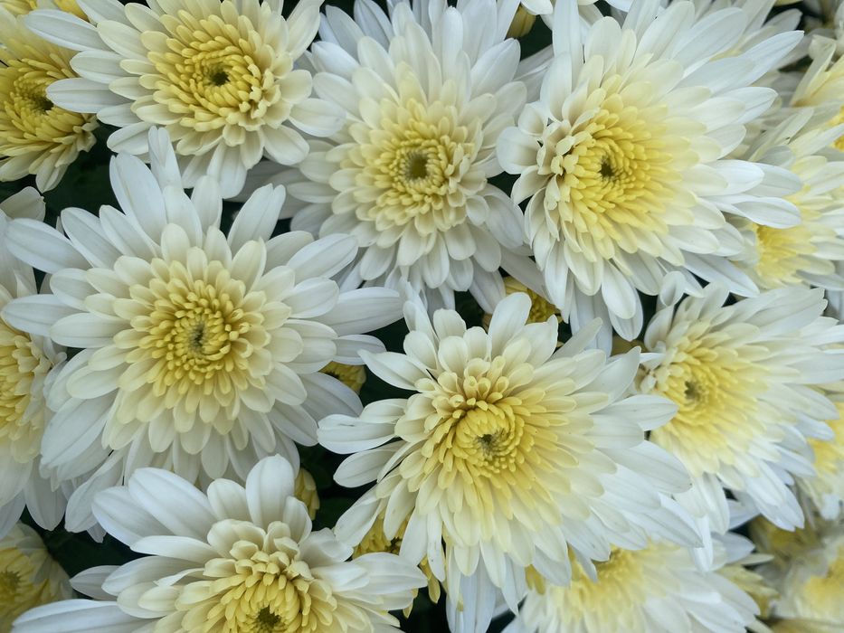 Chryzantemy sprzedam