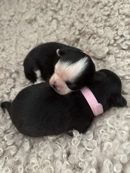 Chihuahua krótkowłosa