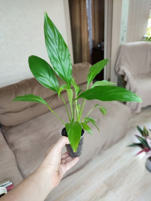 Спатіфілум Даймонд, зелений, драцена, різдвяник білий