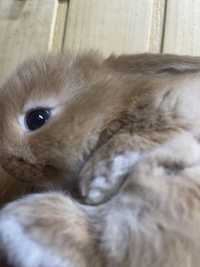 Кролики Міні Лоп, декоративні кролик
