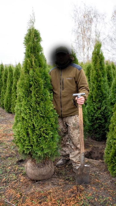 tuja tuje Szmaragd szmaragdowa 250-270 cm