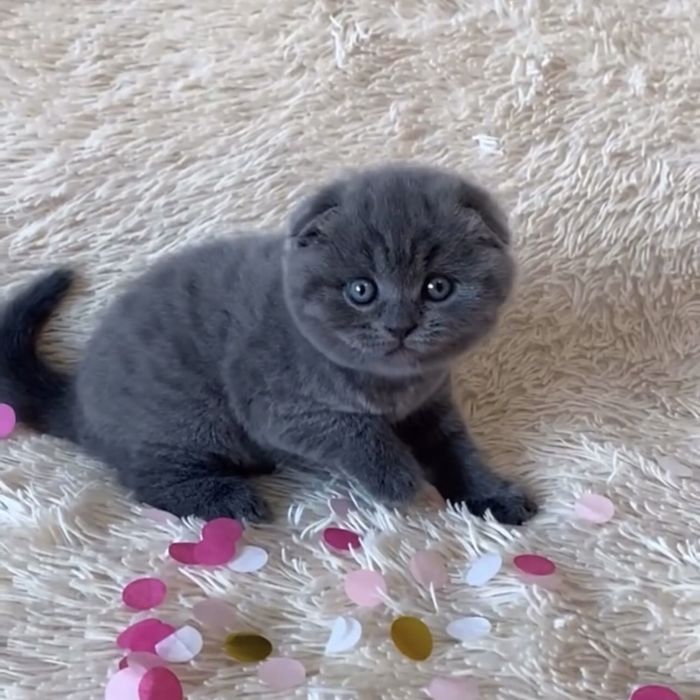 Висловушки насиченого синього забарвлення