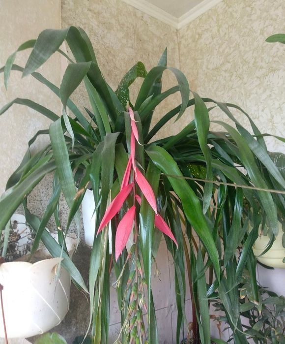 Бильбергия      .