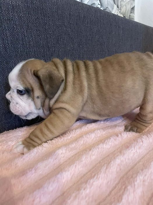 Buldog angielski szczeniak