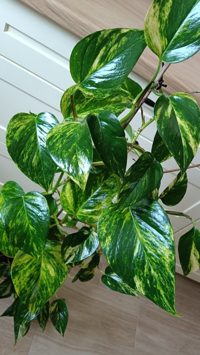 Epipremnum Aureum (złociste). Długość pędów ok 3 metry.
