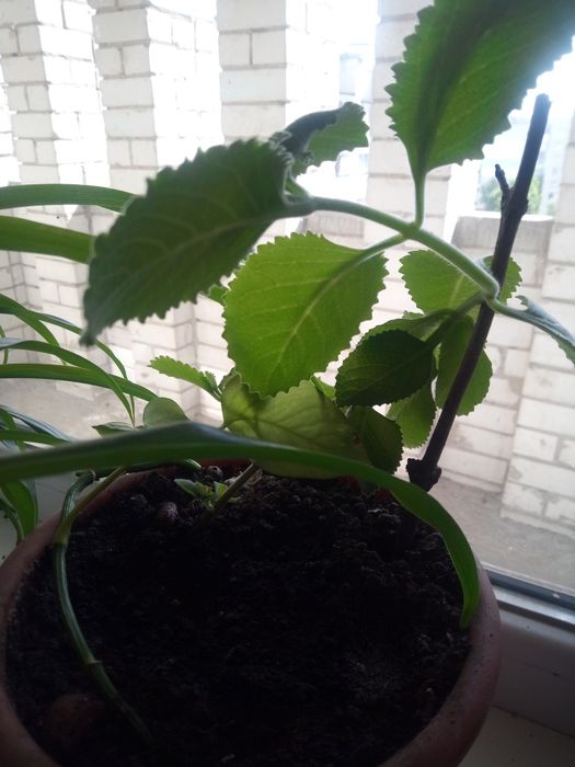 Продам квіти, витримують тиждень без поливу,холод і тд