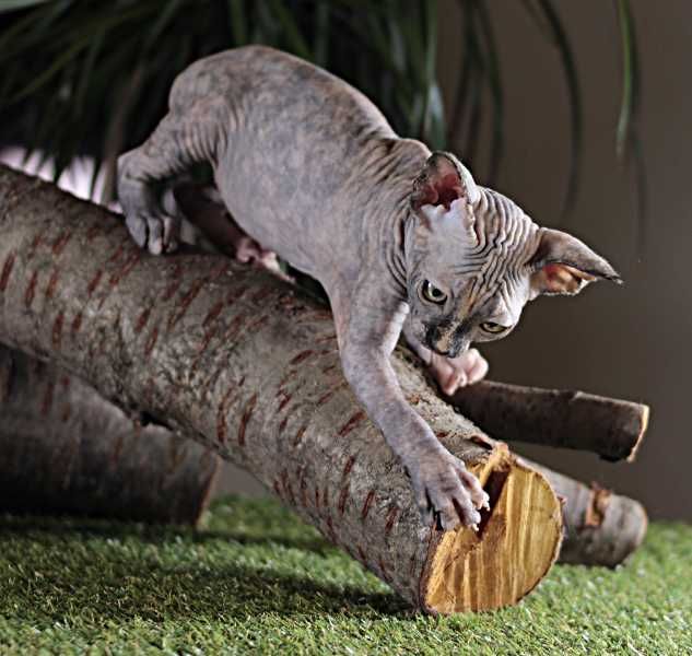 Очень красивая, ласковая, милая, игривая малышка.