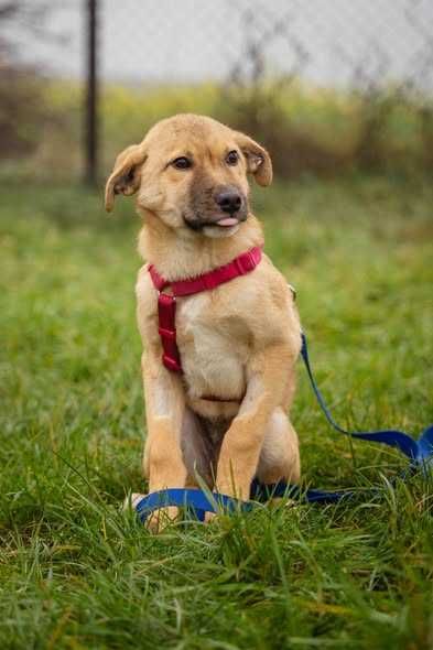 Szczeniaczek delikatna Fruzia szuka domku