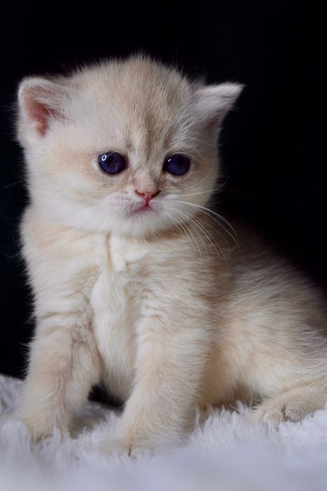 Золота Шиншила. Дівчинка. Британська Блакитна Золота шиншилла