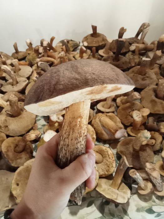 Cogumelos boletos frescos