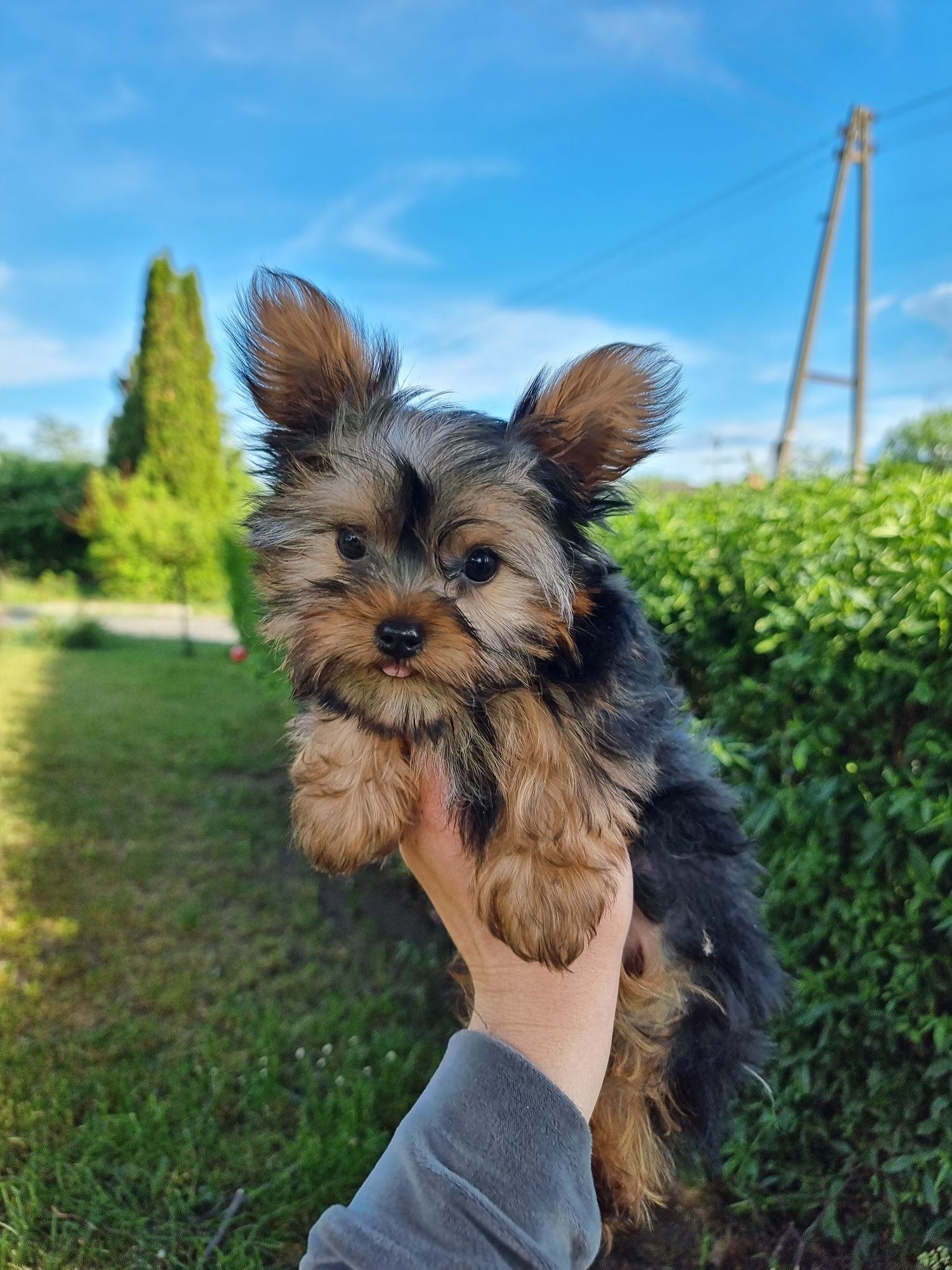 Yorkshire Terrier York Miniaturowy