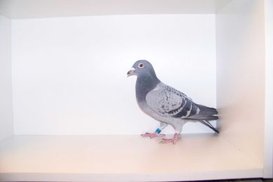 Gołębica pocztowa Niemka