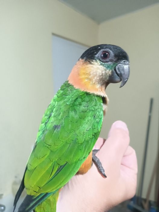 Marianinha cabeça preta de 2025 .