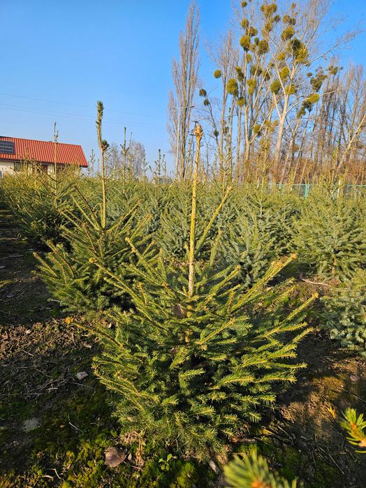 Choinka Bożonarodzeniowa Jodła Świerk Pospolity Srebrny Serbski WLKP