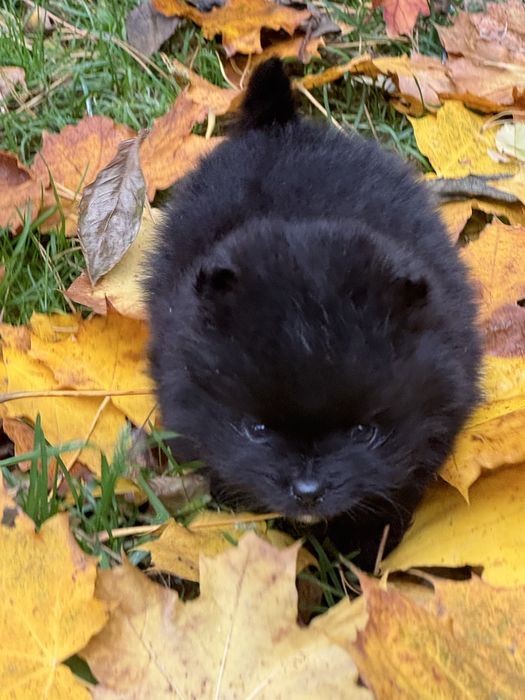 Szpic miniaturowy  xs filigranowy piesek