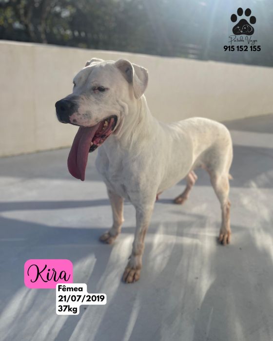 Dogue Argentino, Fêmea para adoção (kira)