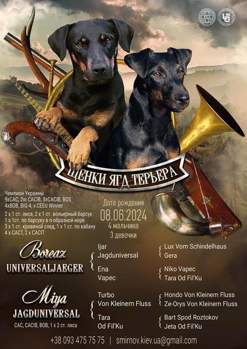 Цуценята ягдтерʼєра від елітних батьків