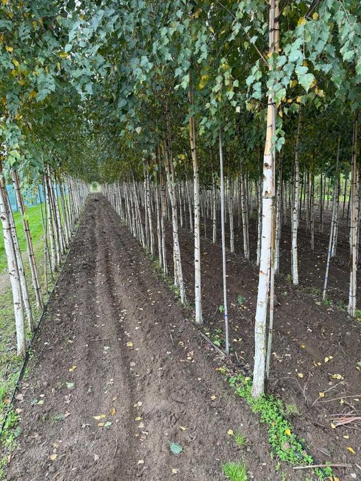 Brzoza brodawkowata 10-12, 12-14, 14-16, 16-18, 18-20, 20-25