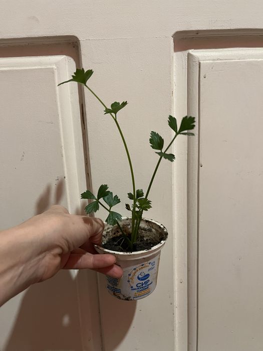 Растение Сельдерей (свежая зелень)