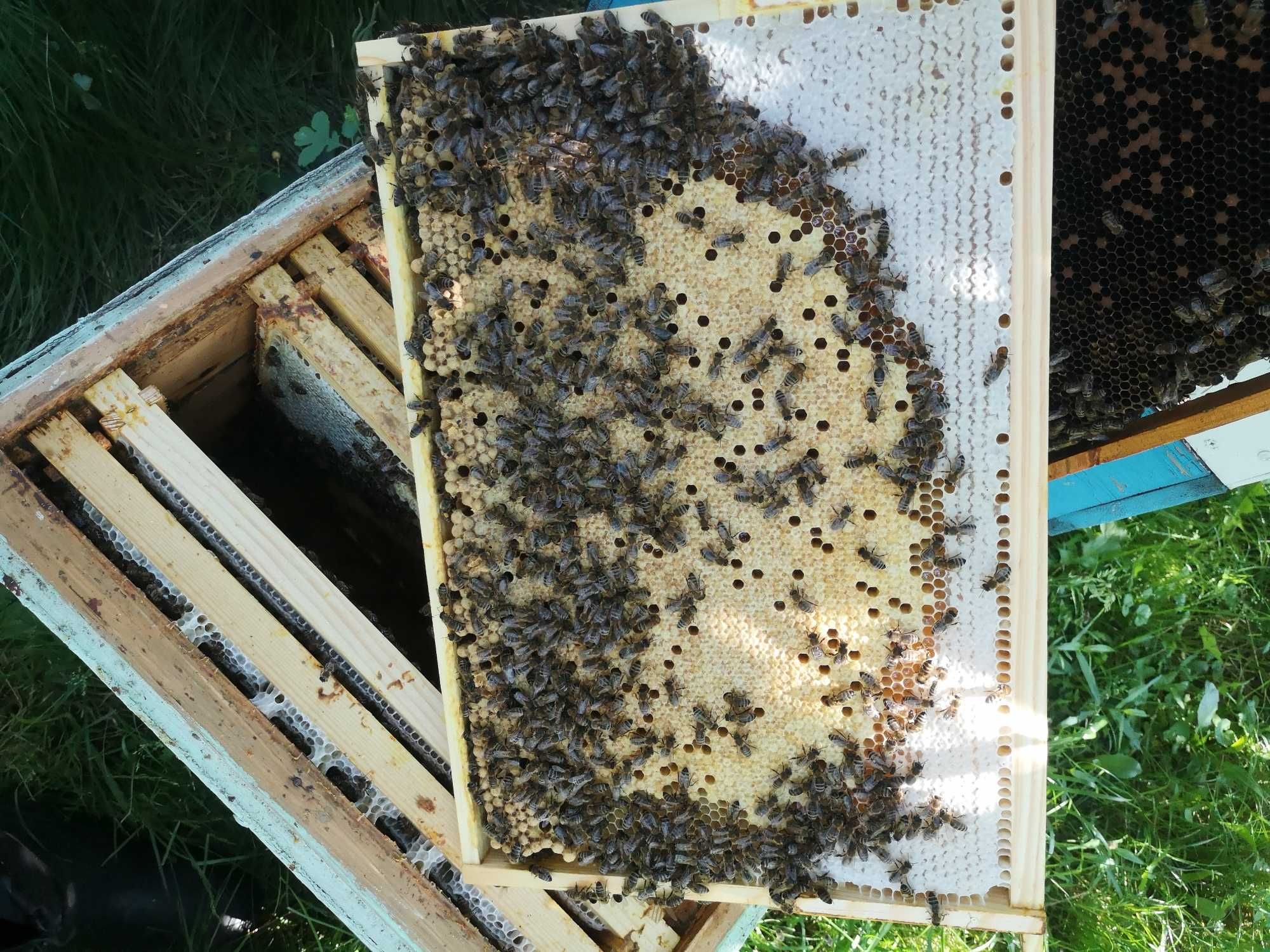 Бджоломатки карніка 2023 F1 плідні та не плідні.