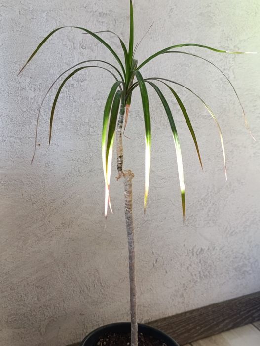 Продам   драцену