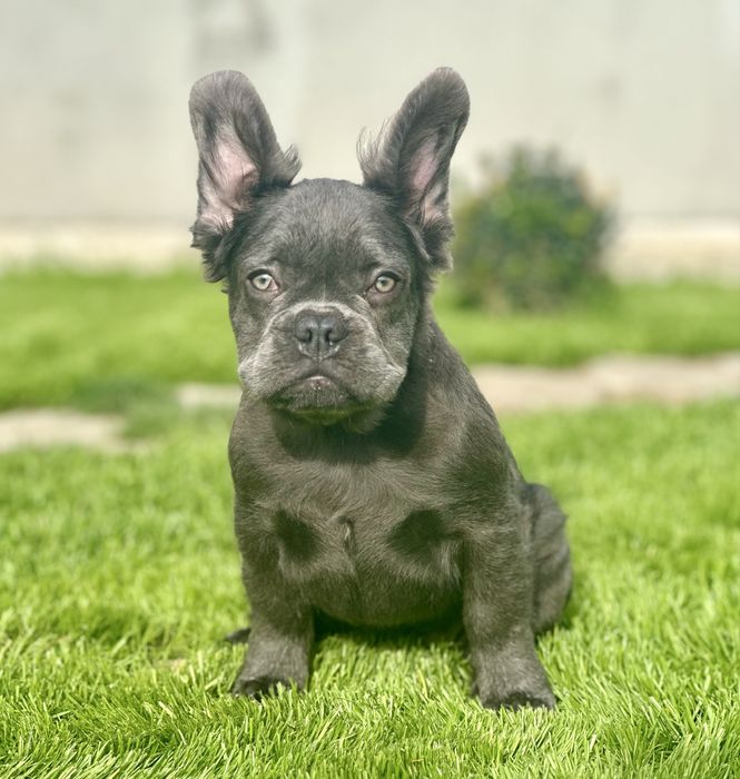 Флаффи! Голубая девочка!