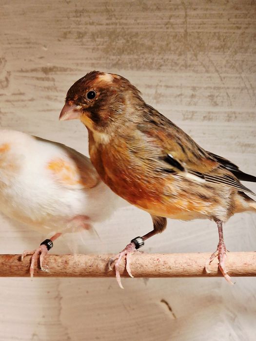 Kanarki Samce z 2025