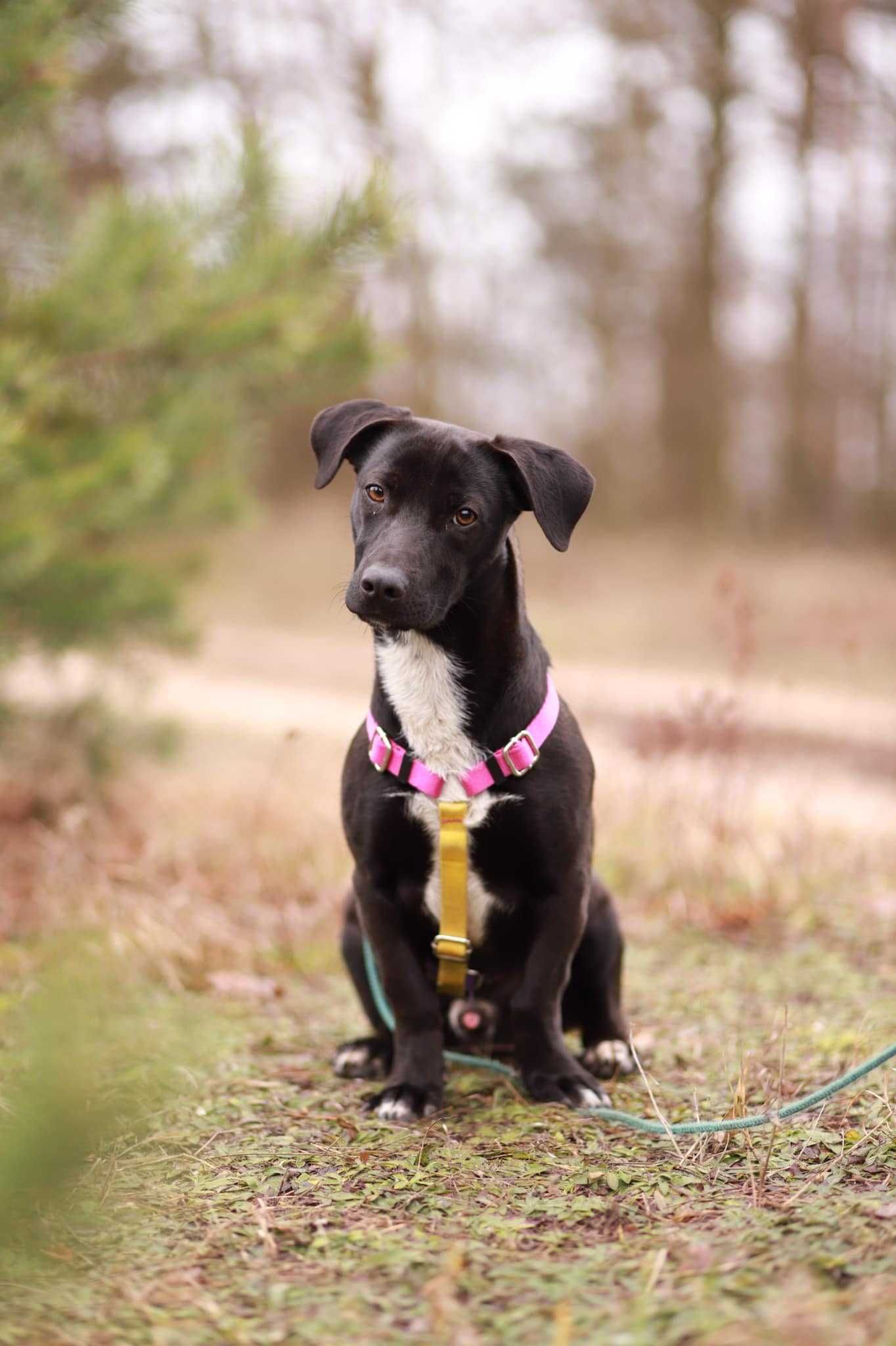 Pikuś młody wesoły piesek gotowy do adopcji