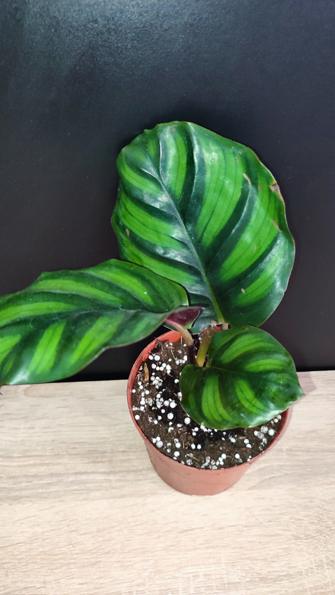 Calathea Fasciata Rotundifolia