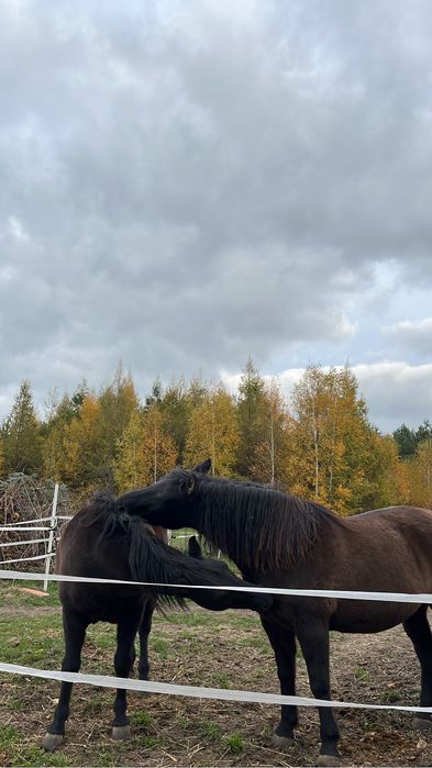 Dwie klacze huculskie